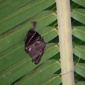 Lesser Dog-faced Fruit Bat