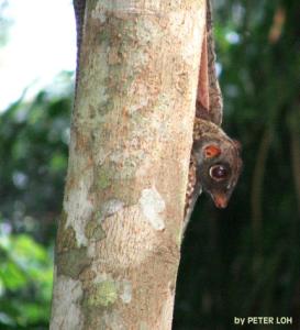 Colugo6