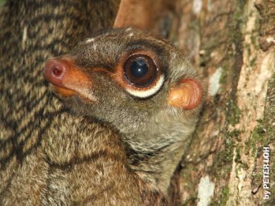 Colugo10a