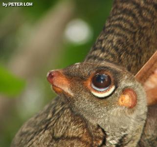 Colugo10d