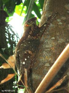 Colugo3b