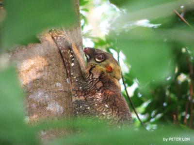 Colugo3