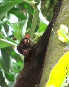 Colugo4c