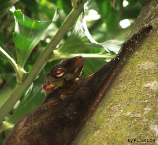 Colugo4d