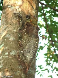 Colugo3a