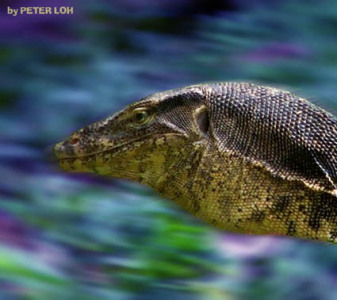 Water Monitor Lizard