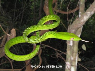 Oriental Whip Snake